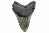 Serrated, Fossil Megalodon Tooth - North Carolina #378028-2